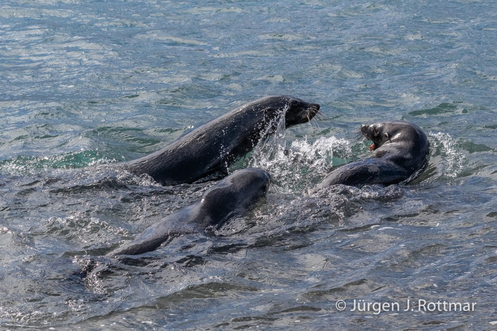 Seebären (Fur Seals), Fortuna Bay