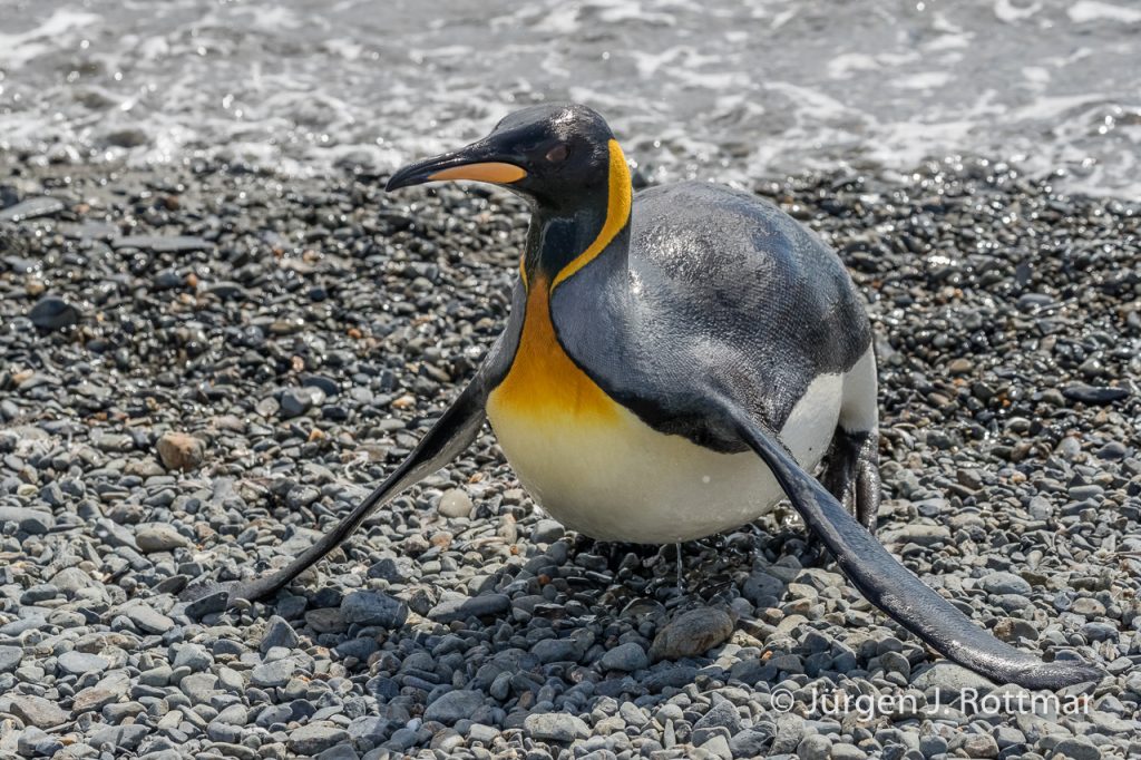 Königspinguine (King Penguins), Fortuna Bay