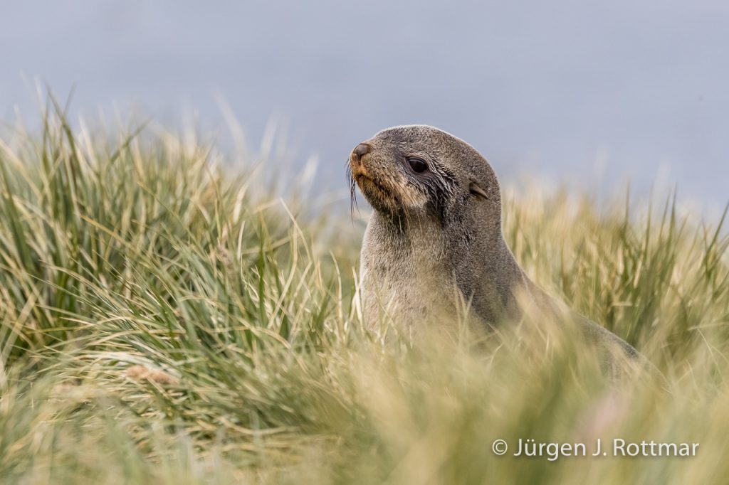 Seebär (Fur Seal), Cooper Bay