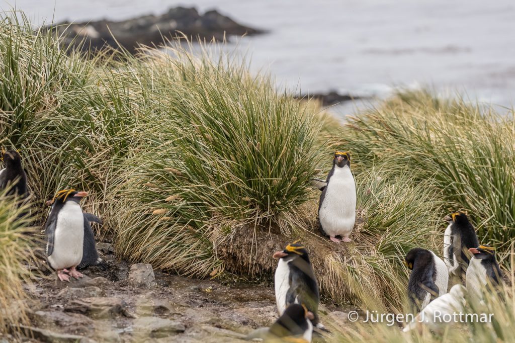 Goldschopfpinguine (Macaroni Penguins), Cooper Bay