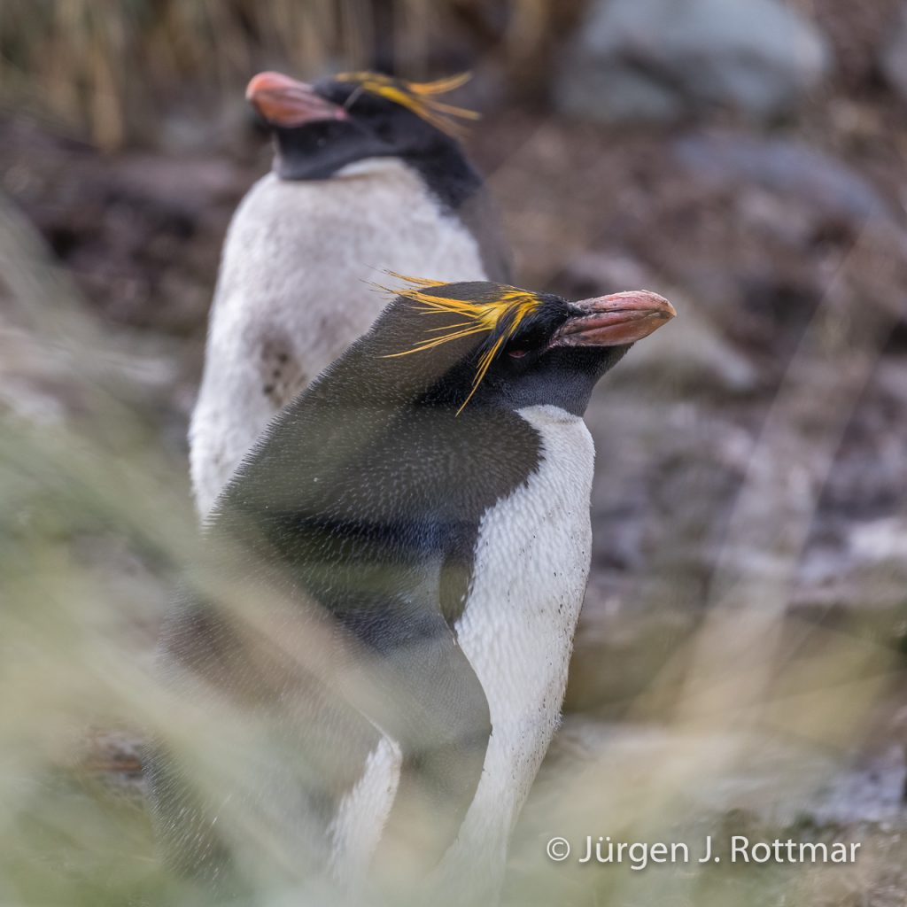 Goldschopfpinguin (Macaroni Penguin), Cooper Bay