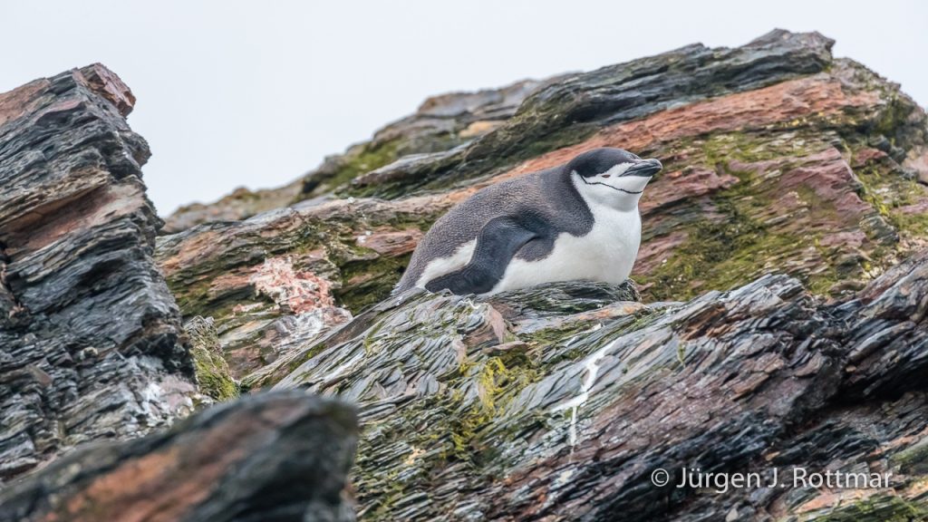 Zügelpinguin (Chinstrap Penguin), Cooper Bay