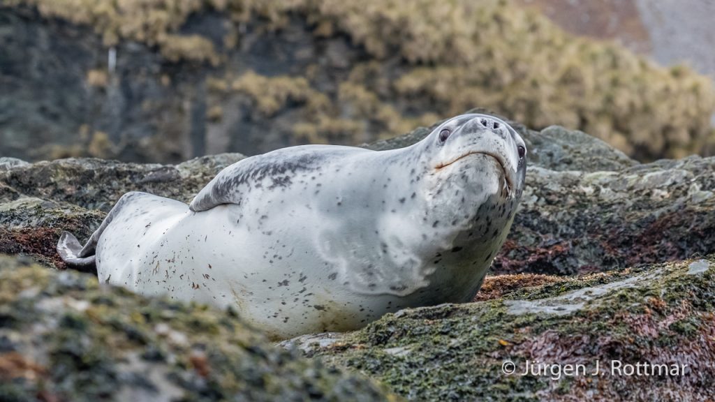 Seeleopard (Leopard Seal), Cooper Bay