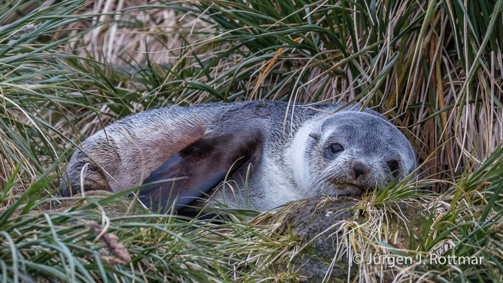 Seebär (Fur Seal), Prion Island