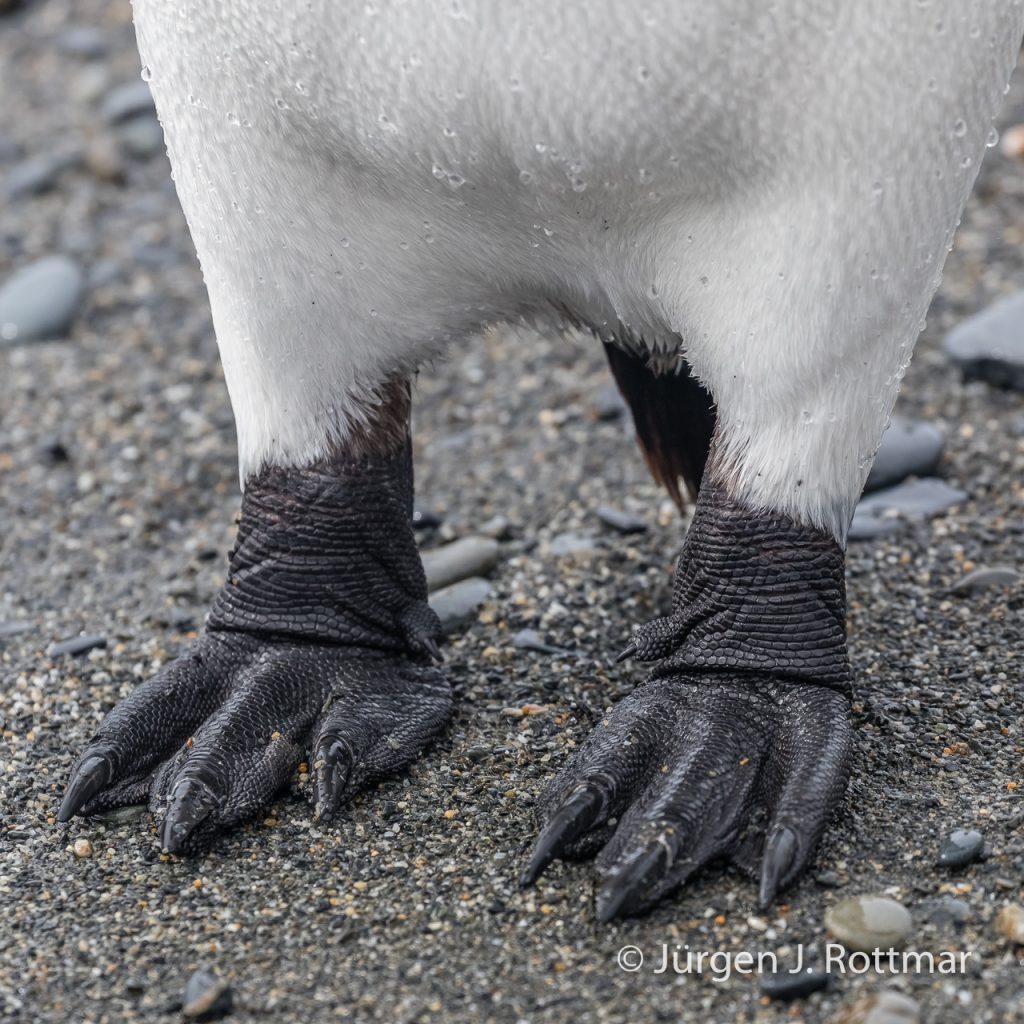 Unterschiedlich grosse Füsse des Königpinguins (Feets King Penguin), Salisbury Plain