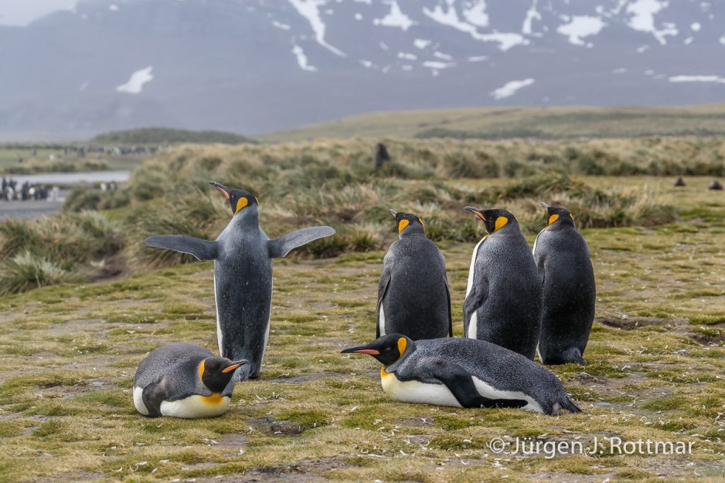 Königspinguin (King Penguins), Salisbury Plain