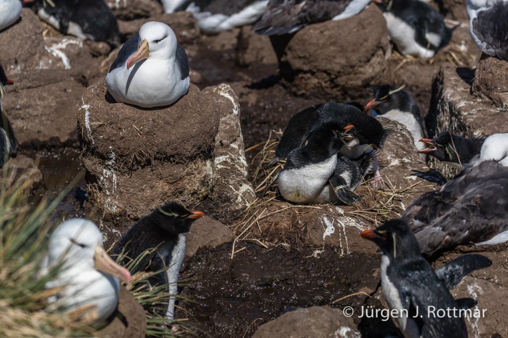Felsenpinguin (Rockhopper Penguin), Schwarzbrauen Albatross (Black-broved albatross), West Point Island