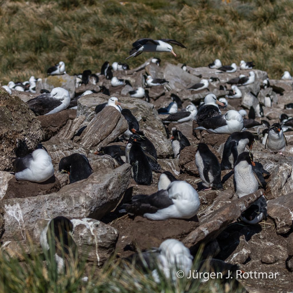 Schwarzbrauen Albatross (Black-broved albatross), West Point Island
