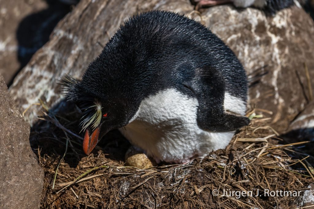 Felsenpinguin (Rockhopper Penguin), West Point Island