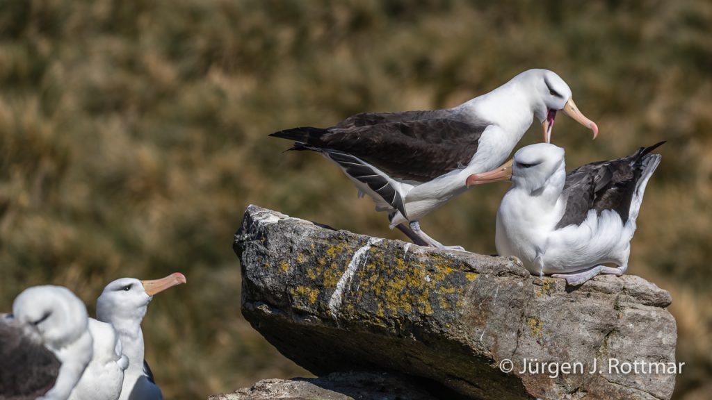 Schwarzbrauenalbatrosse, Black-browed Albatrosses), West Point Island