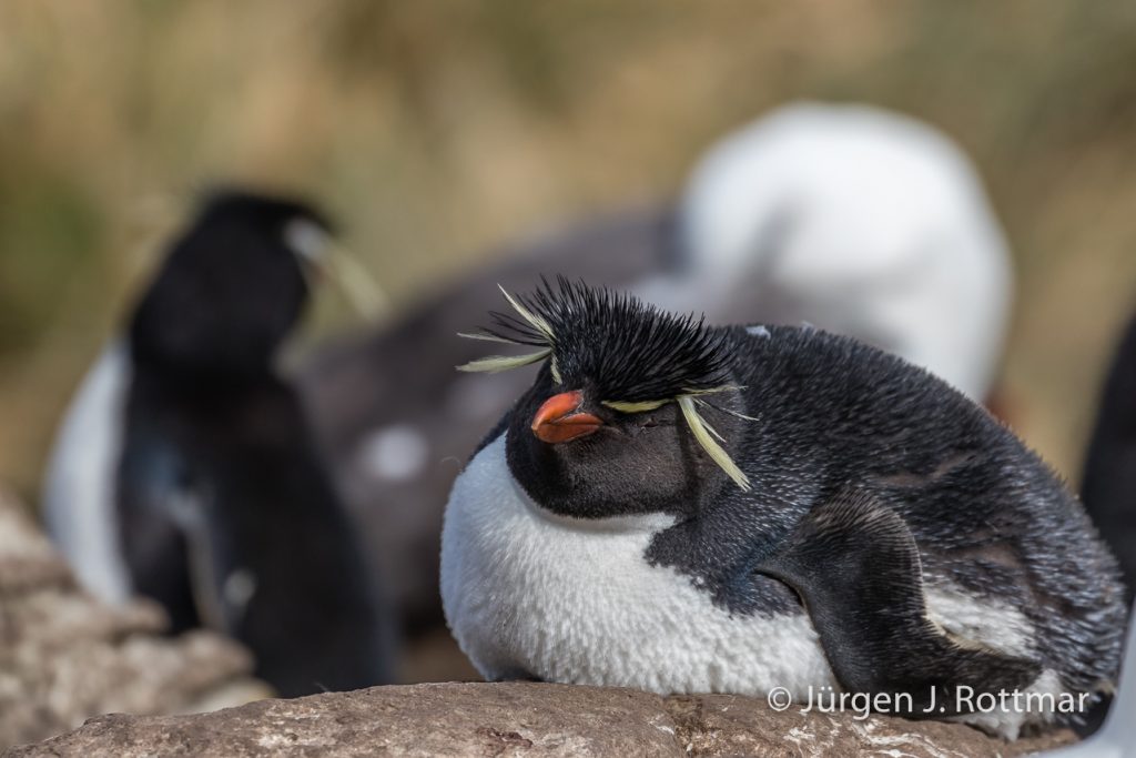 Felsenpinguin (Rockhopper Penguin), West Point Island