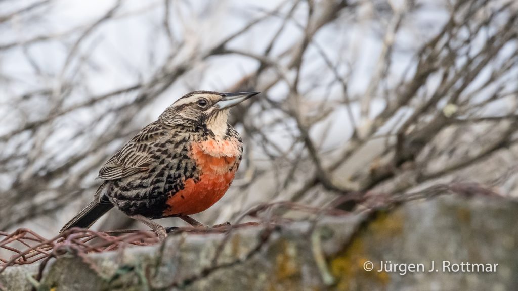 Langschwnzstärling Weibchen (Long-tailed Meadowlark female), West Point Island, Falklands
