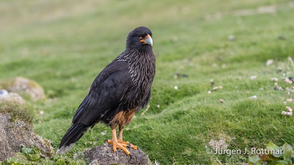 Falklandkarakara (Striated Caracara), West Point Island, Falklands