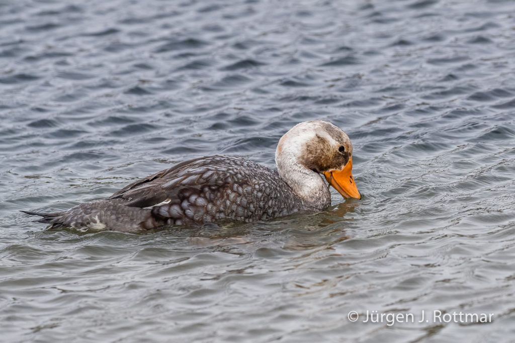Falkland -Dampfschiff-Ente (Falkland Steamer-Duck), West Point Island, Falklands