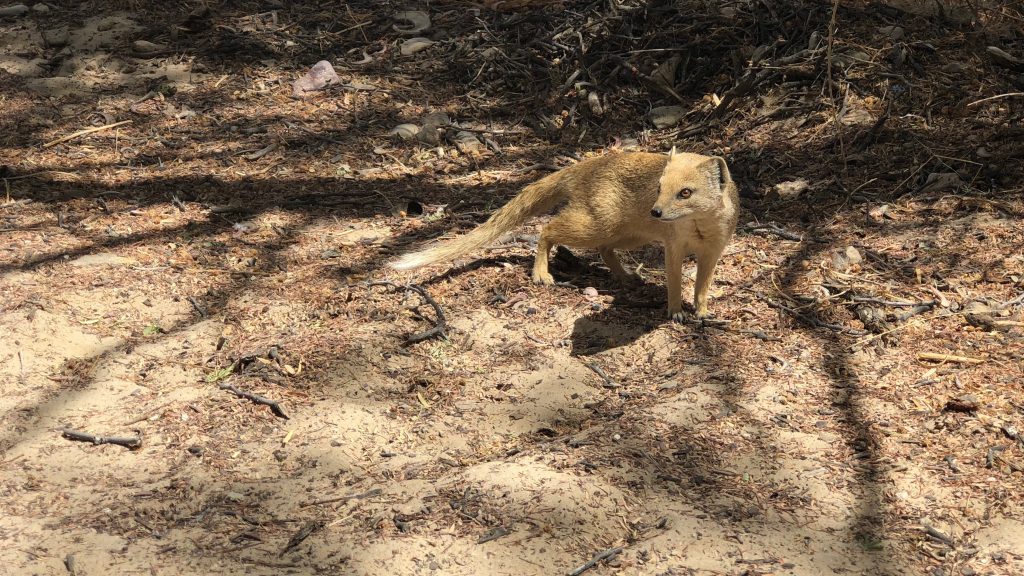 Fuchsmanguste (Yellow Mongoose)