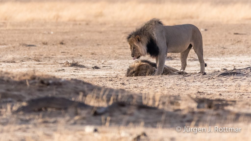 Nasenstupser unter Schwarzmähnigen Kalahari Löwen (Lion)