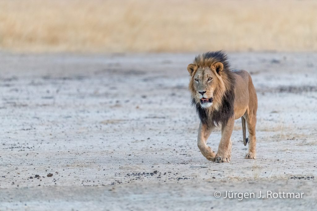 Schwarzmähniger Kalahari Löwe (Lion)