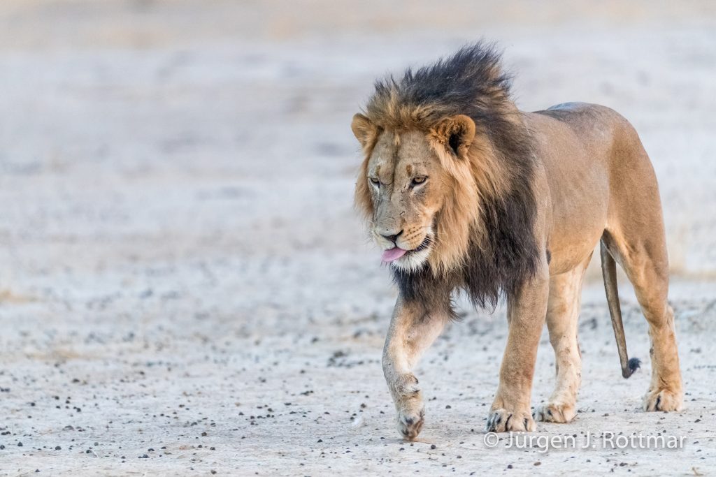 Schwarzmähniger Kalahari Löwe (Lion)