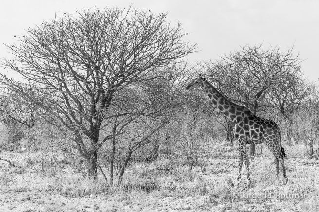 Namibia | Etosha | Giraffen
