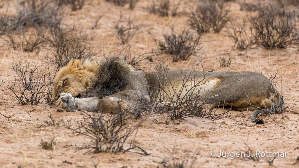 Schwarzmähniger Kalahari Löwe (Kalahari Lion)