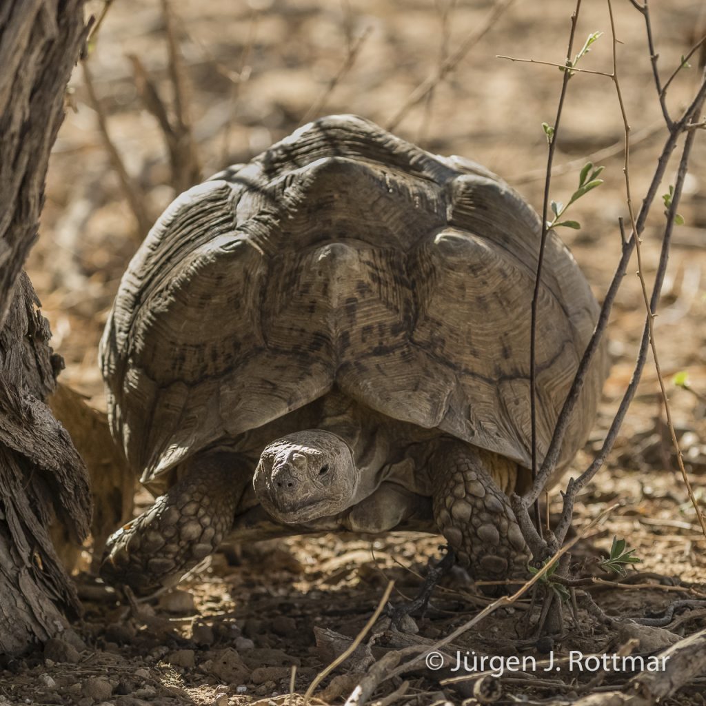 Höcker-Landschildkröte (Tent Tortoise)