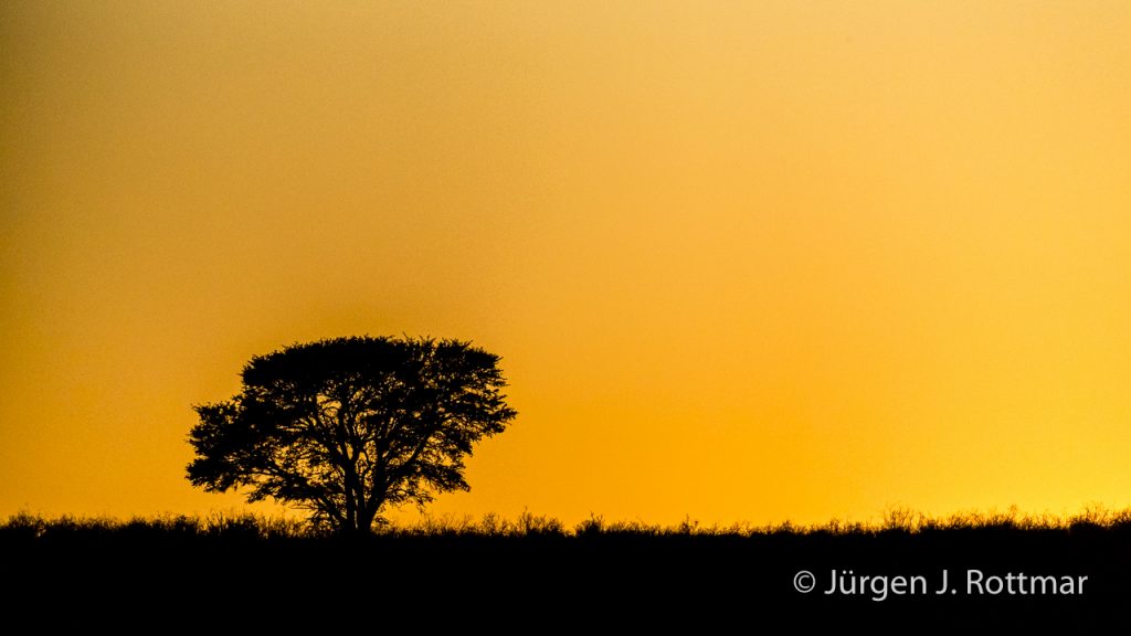 Juergen-J-Rottmar-Namibia-Gepard-Cheetah-MGL2113