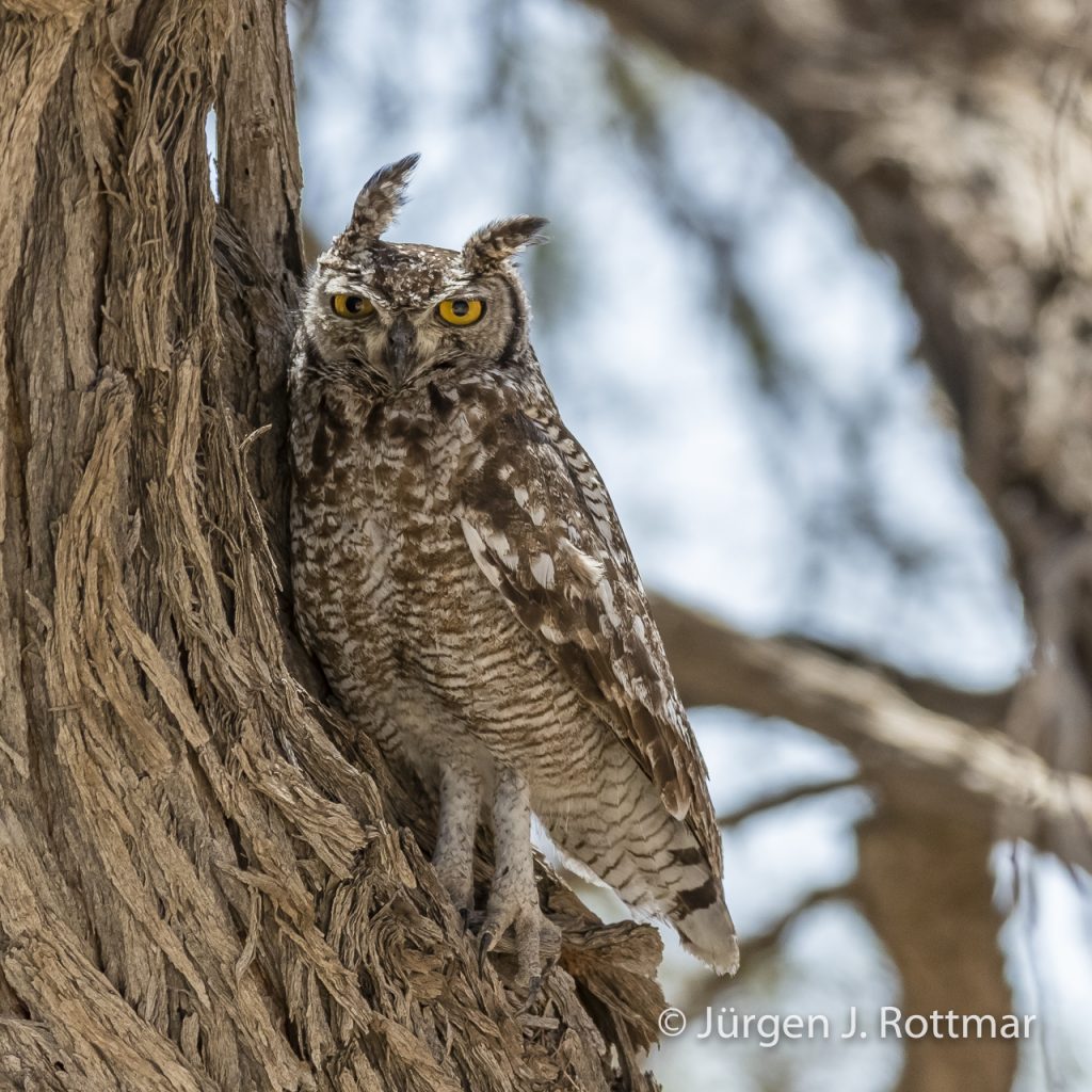 Fleckenuhu (Spotted-eagle-owl)
