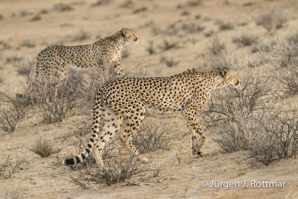 Geparden (Cheetahs)