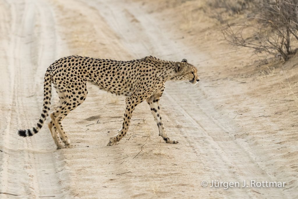 Geparden (Cheetahs)