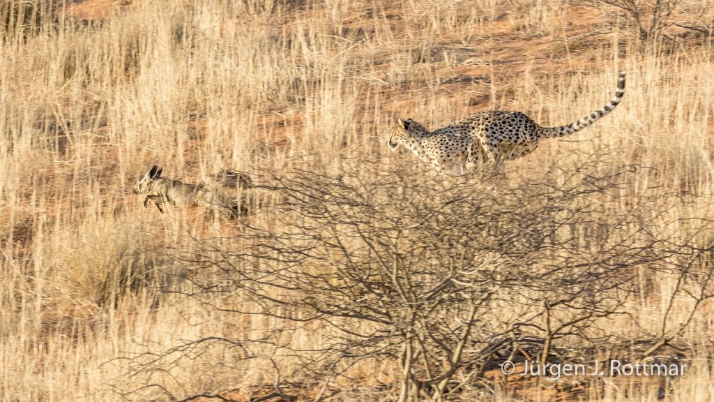 Geparden jagen einen Löffelhund (Cheetahs hunt a Bat-Eared Fox )