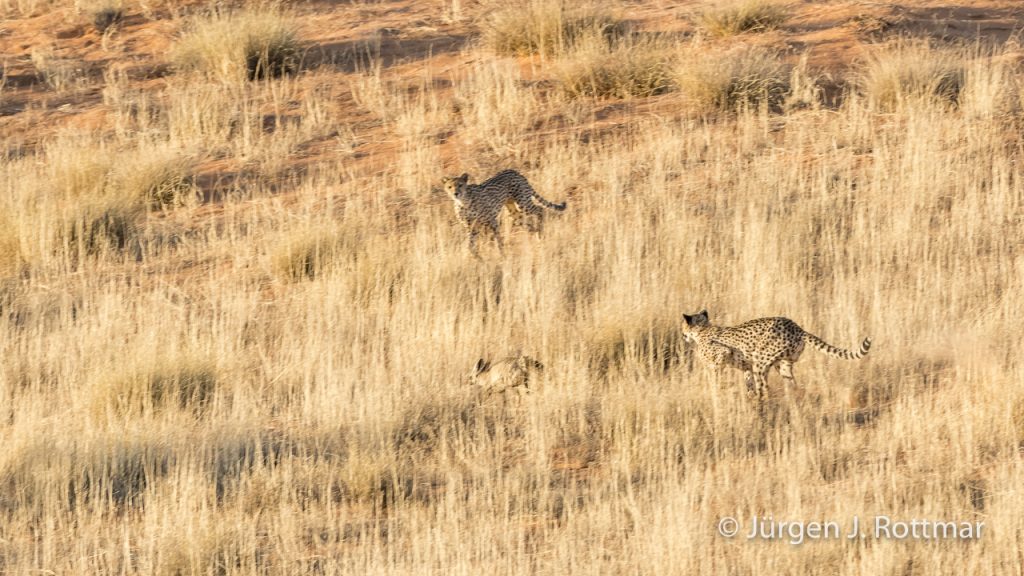 Geparden jagen einen Löffelhund (Cheetahs hunt a Bat-Eared Fox )