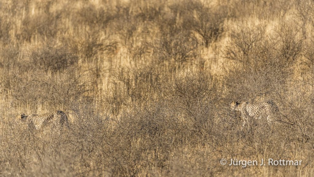 Geparden (Cheetahs, perfekte Tarnung in der Savanne