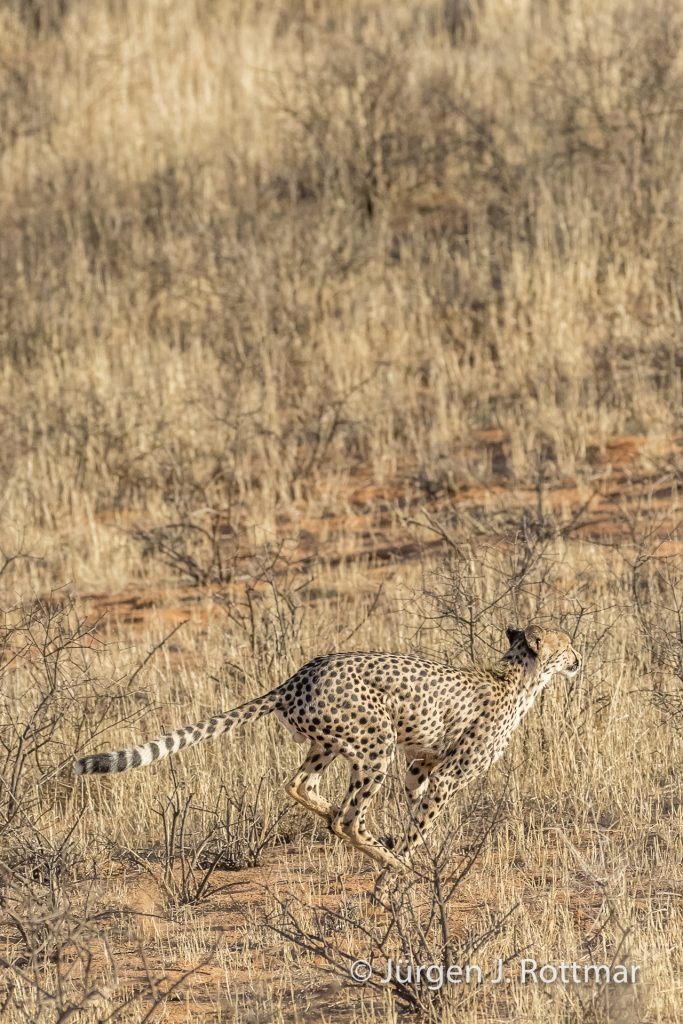 Gepard in Bewegung (Cheetah) 