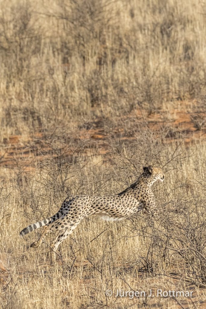 Gepard in Bewegung (Cheetah)