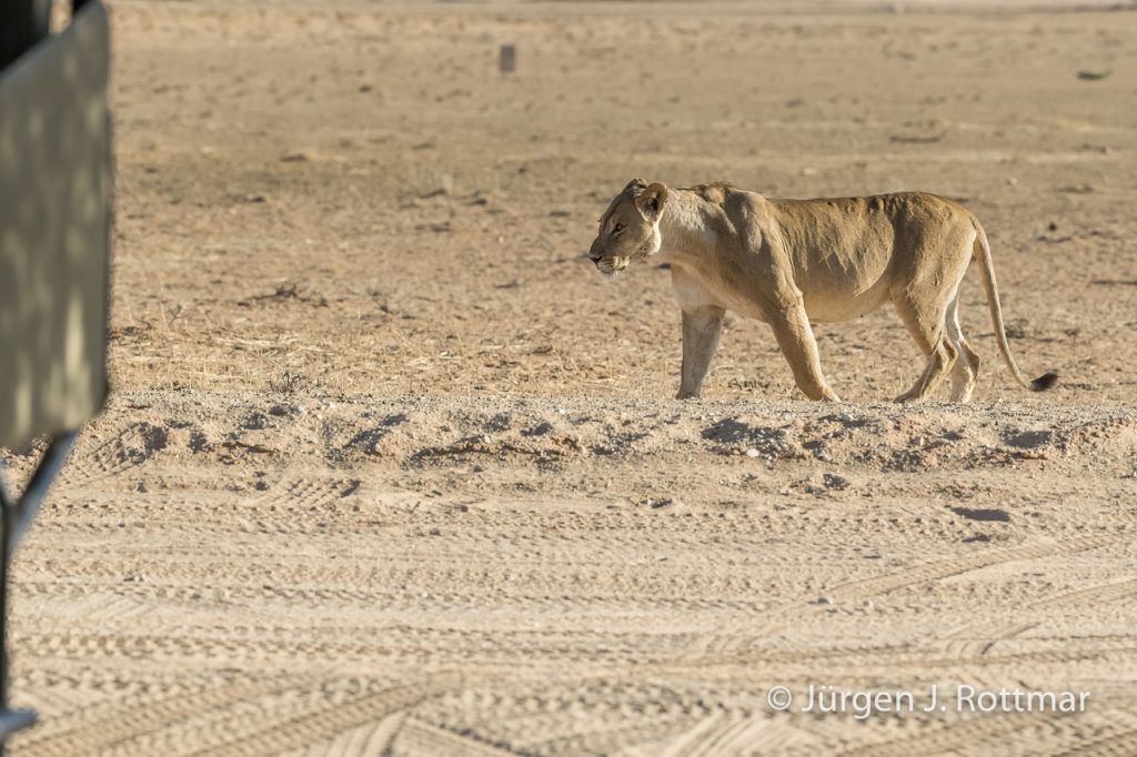 Kalahari Löwin (Kalahari Lion Femal)