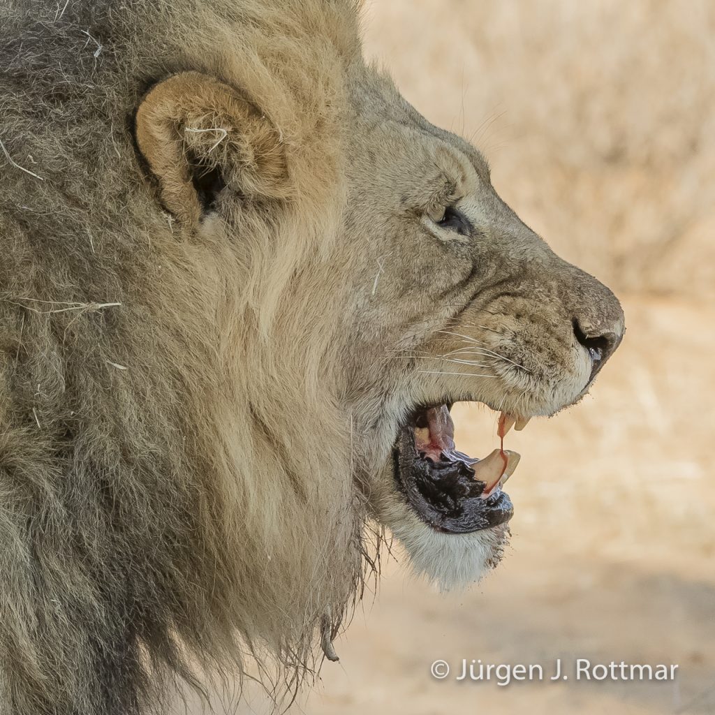Juergen-J-Rottmar-Suedafrika-Schwarzmaeähniger-Kalahari-Loewe-Black-maned Kalahari-Lion- IMGL8907