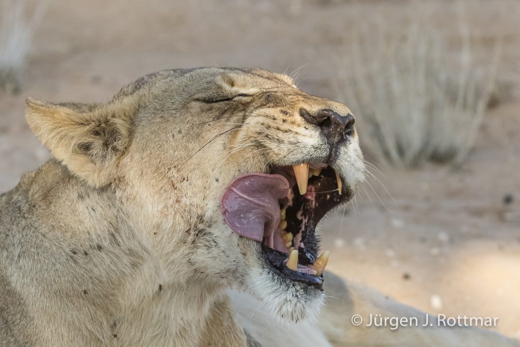 Kalahari Löwin (Kalahari Lion Female)