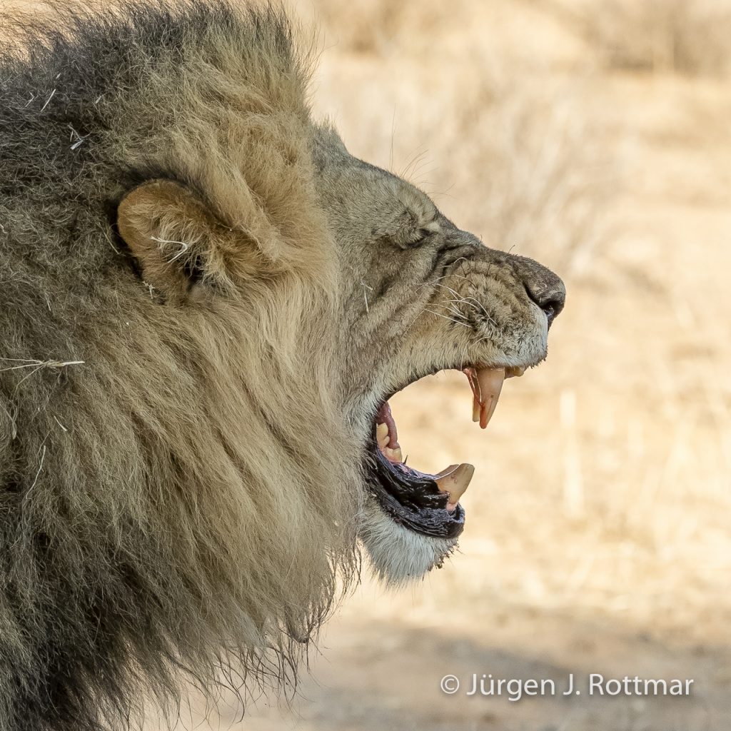 Juergen-J-Rottmar-Suedafrika-Schwarzmaehniger-Kalahari-Loewe-Black-maned Kalahari-Lion- IMGL8843
