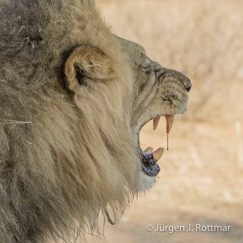 Schwarzmähniger Kalahari Löwe (Black-maned Kalahari Lion)
