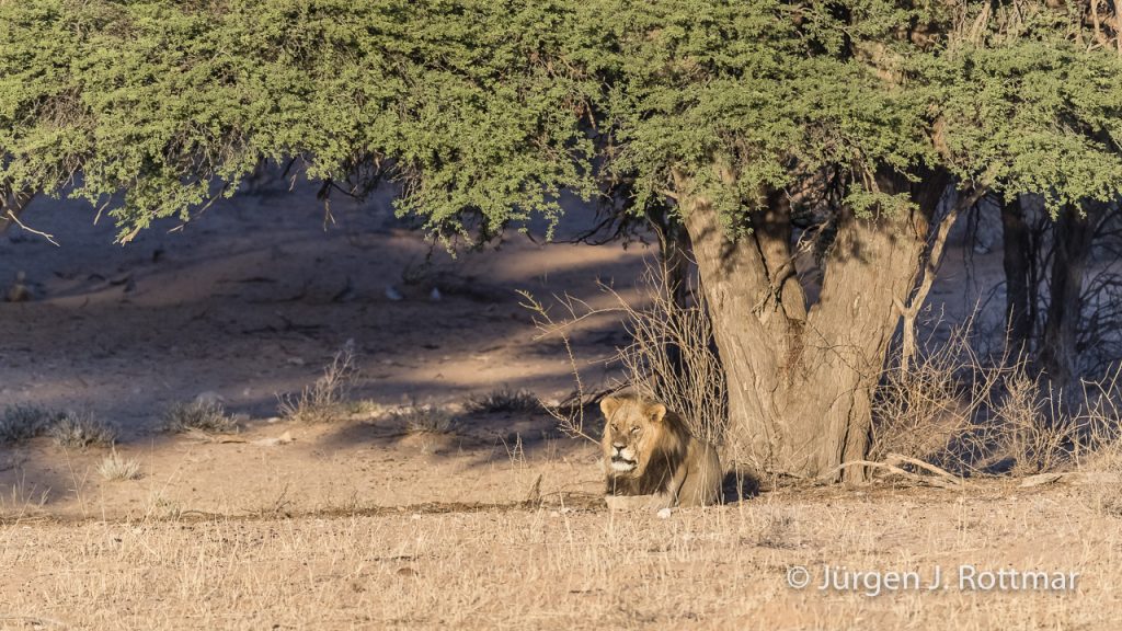 Schwarzmähniger Kalahari Löwe (Black-Maned-Kalahari Lion)