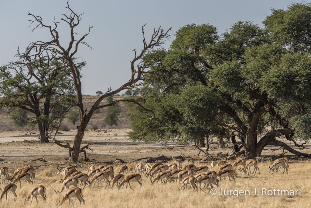 Springbock Herde (Springbok)