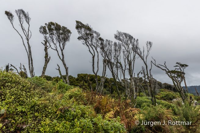 Neuseeland | Südinsel | Bruce Bay