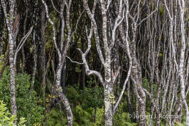 Neuseeland | Südinsel | Bruce Bay
