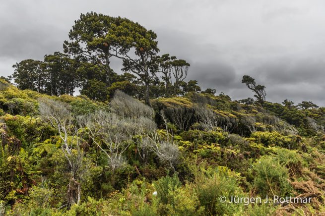 Neuseeland | Südinsel | Bruce Bay
