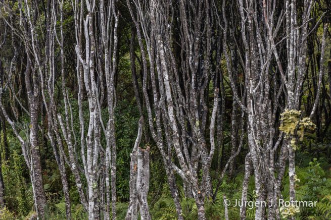Neuseeland | Südinsel | Bruce Bay