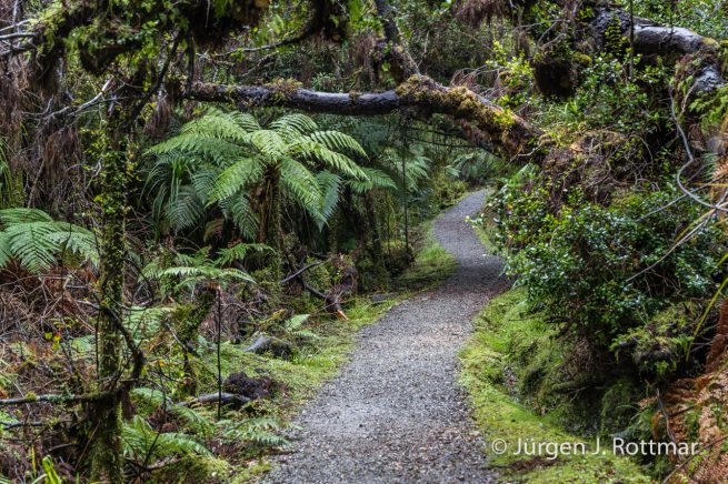 Neuseeland | Südinsel | Coastal Rainforest | Monro Beach Walk