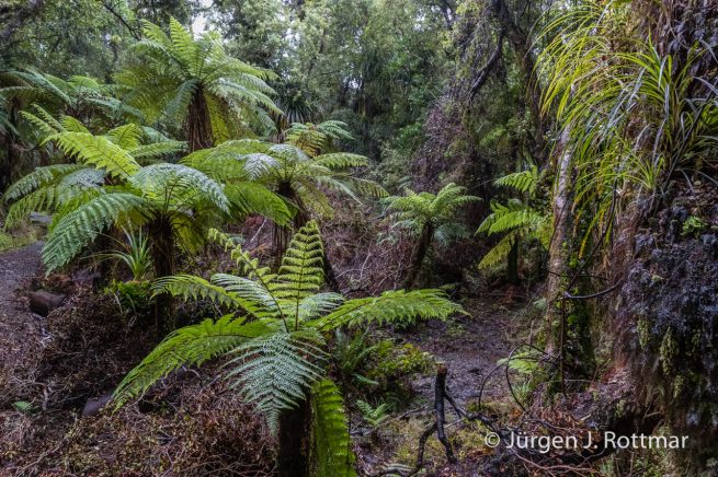 Neuseeland | Südinsel | Coastal Rainforest | Monro Beach Walk