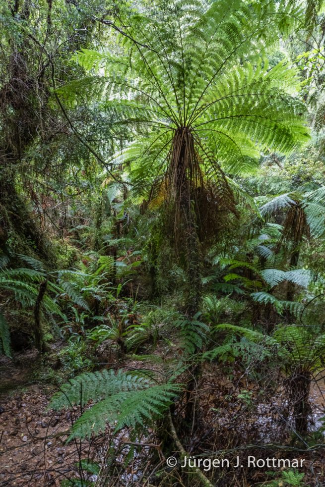 Neuseeland | Südinsel | Coastal Rainforest | Monro Beach Walk