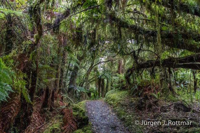 Neuseeland | Südinsel | Coastal Rainforest | Monro Beach Walk