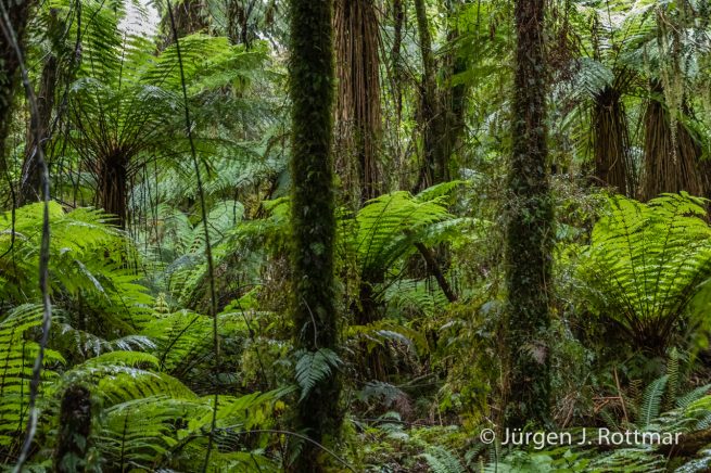 Neuseeland | Südinsel | Coastal Rainforest | Monro Beach Walk